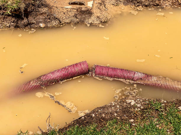 Best Professional water damage repair  in Ralston, NE